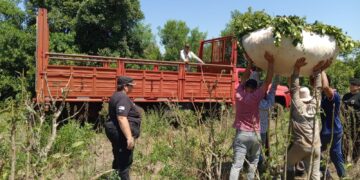 Atraparon a un hombre que estafó a una cuadrilla de tareferos e intentó robar raídos de yerba mate de un colono