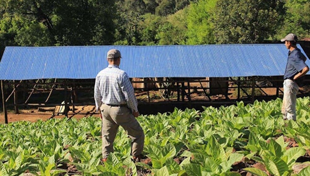 Tabaco: este viernes, productores misioneros recibirán más de 2 millones de pesos del FET