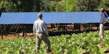 Tabaco: este viernes, productores misioneros recibirán más de 2 millones de pesos del FET