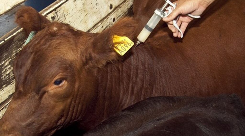 Este lunes comienza la campaña de vacunación contra la fiebre aftosa y brucelosis en Misiones