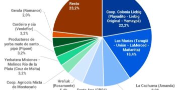 Yerba Mate: 10 empresas acumulan el 76,8 del mercado y las tres primeras el 49,5% de la salida de molino