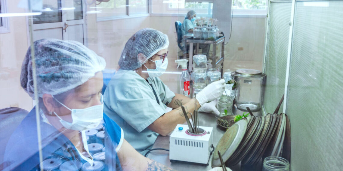 Misiones será sede del mayor encuentro de biotecnología del país