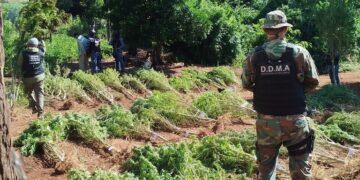 Colonia Aurora: dos detenidos y más de 700 millones en marihuana incautada
