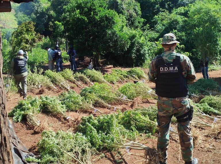 Colonia Aurora: dos detenidos y más de 700 millones en marihuana incautada