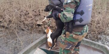 Policías de medio ambiente rescataron perros abandonados por cazadores en un islote