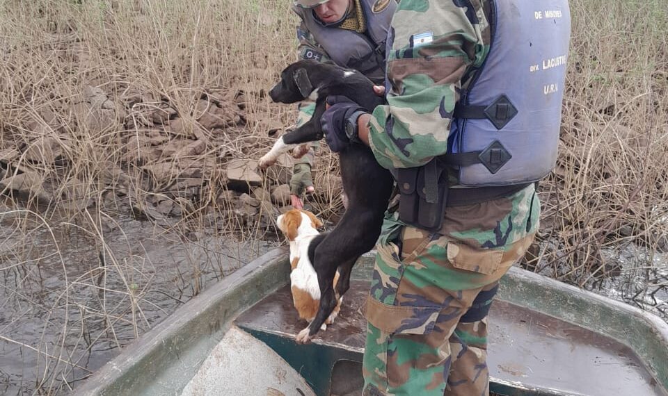 Policías de medio ambiente rescataron perros abandonados por cazadores en un islote