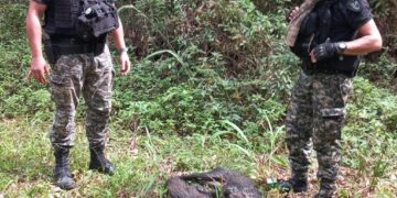 Policías desmantelan red de caza furtiva en Puerto Piray: dos detenidos, armas y animales silvestres incautados