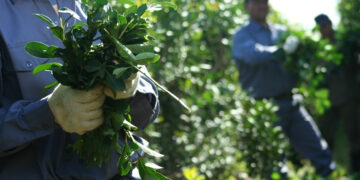 Las ventas de yerba mate superaron los 76 millones de kilos el primer trimestre