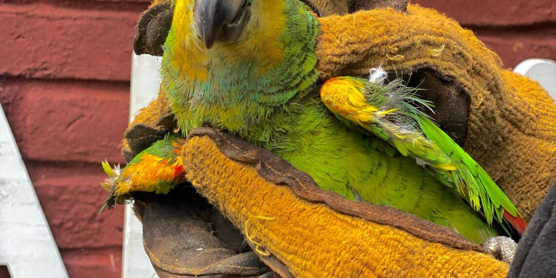 Rescataron a un perro abandonado, un loro ofrecido a la venta y una serpiente