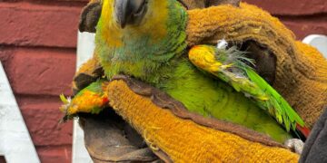 Rescataron a un perro abandonado, un loro ofrecido a la venta y una serpiente