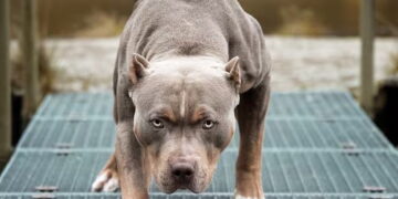 Un perro pitbull atacó a una niña de cinco años en Santa Fe