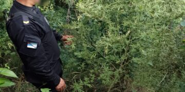 Patrulla rural halló una plantación de marihuana tras ser atacados a tiros en Alba Posse