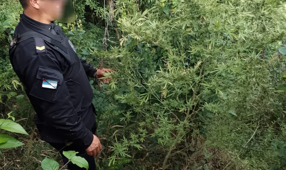 Patrulla rural halló una plantación de marihuana tras ser atacados a tiros en Alba Posse
