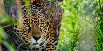 Misiones se convirtió en la primera provincia en asegurar al yaguareté