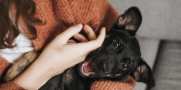 Ocho de cada 10 hogares en Posadas conviven con perros, según primer Relevamiento de Animales