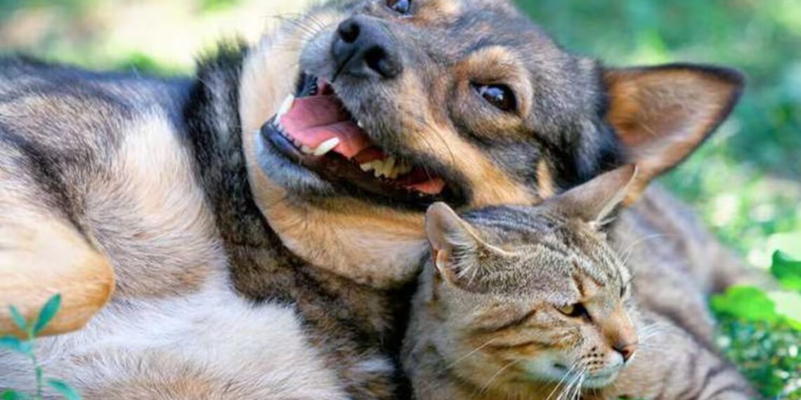 Día del Animal: por qué se celebra el 29 de abril en Argentina y a quién se recuerda