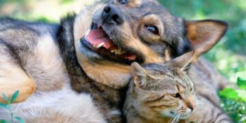Día del Animal: por qué se celebra el 29 de abril en Argentina y a quién se recuerda