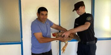 Apóstoles: Pensó que eran zorros, pero eran sus vecinos quienes le robaron 17 gallinas