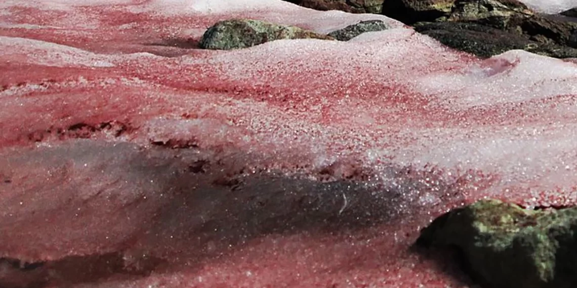 El fenómeno de la nieve de sangre en la Antártida y su vínculo con el cambio climático