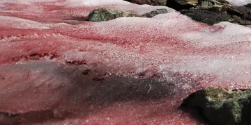 El fenómeno de la nieve de sangre en la Antártida y su vínculo con el cambio climático