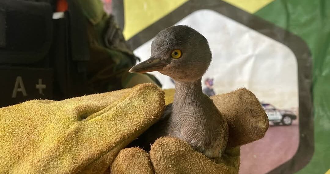 Rescatan un pichón de Macá Gris en una vivienda rural de San Vicente
