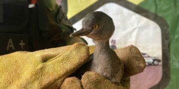 Rescatan un pichón de Macá Gris en una vivienda rural de San Vicente