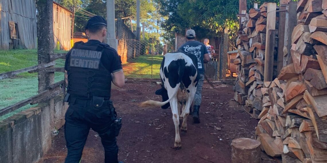 Oberá: Policías hallaron y restituyeron a un colono su vaca lechera