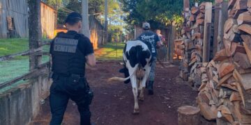 Oberá: Policías hallaron y restituyeron a un colono su vaca lechera