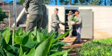 Misiones concretó la primera entrega de 50.000 plantines de banano producidos en la Biofábrica