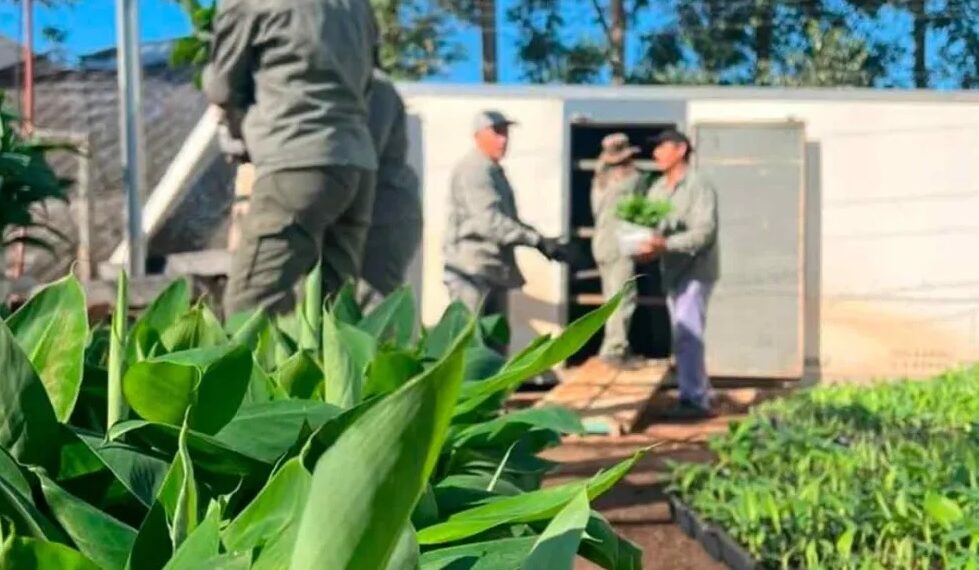 Misiones concretó la primera entrega de 50.000 plantines de banano producidos en la Biofábrica