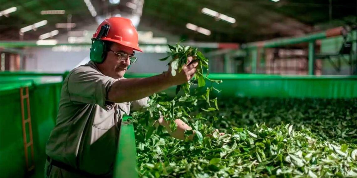 Las ventas de yerba mate superaron los 105 millones de kilos al cierre de abril