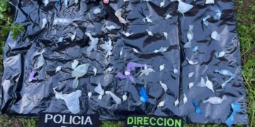 Narcos delivery ocultaron cocaína en la casa de una abuela: la droga valuada en más de un millón de pesos fue incautada