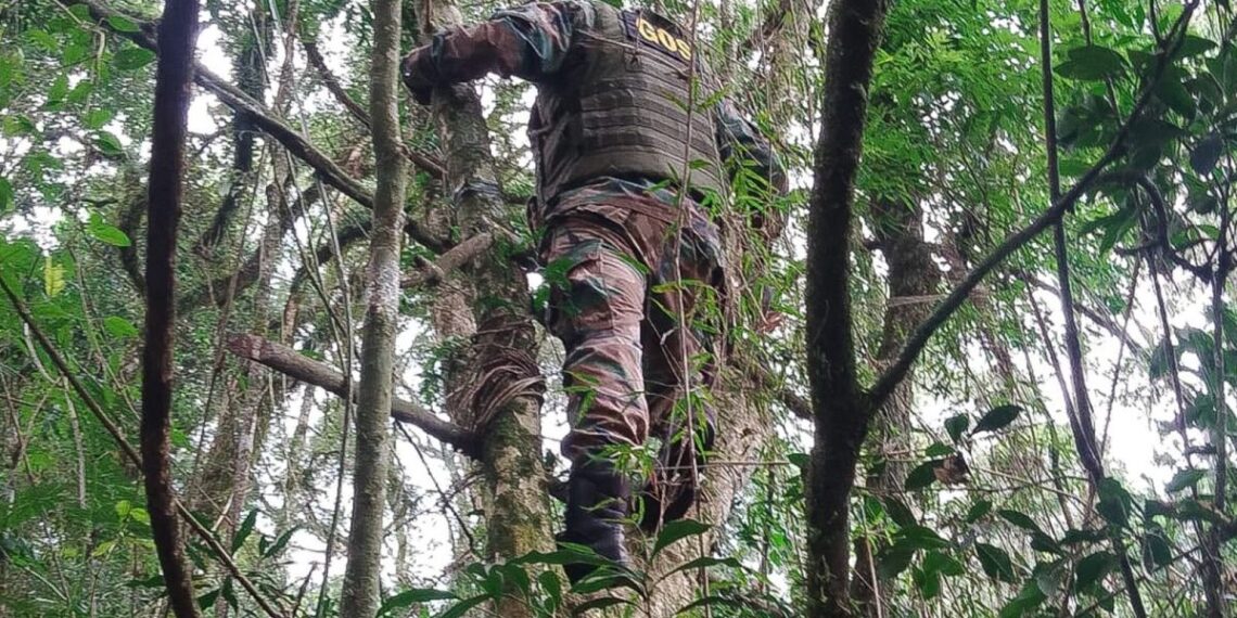 Destruyen trampas de cazadores furtivos colocadas en el Parque Caá Yarí