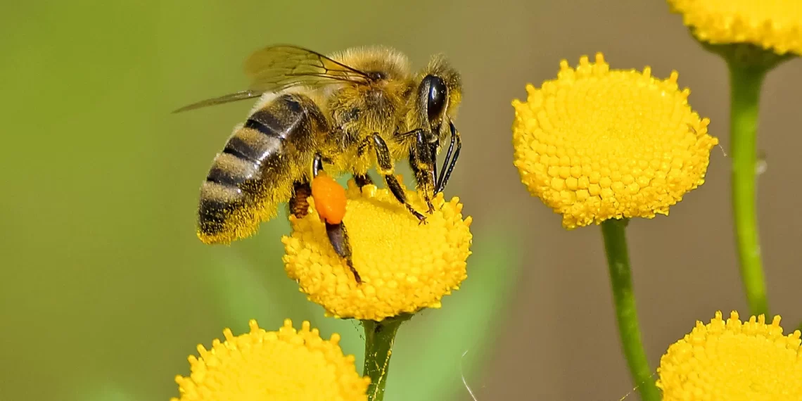 20 de Mayo: Día Mundial de las Abejas