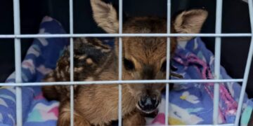 Rescataron a un pequeño ciervo: estaba herido y en cautiverio en una chacra de Guaraní