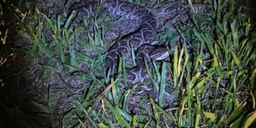 Tomaba mate en una plaza y se encontró con una yarará: policías resguardaron a la especie