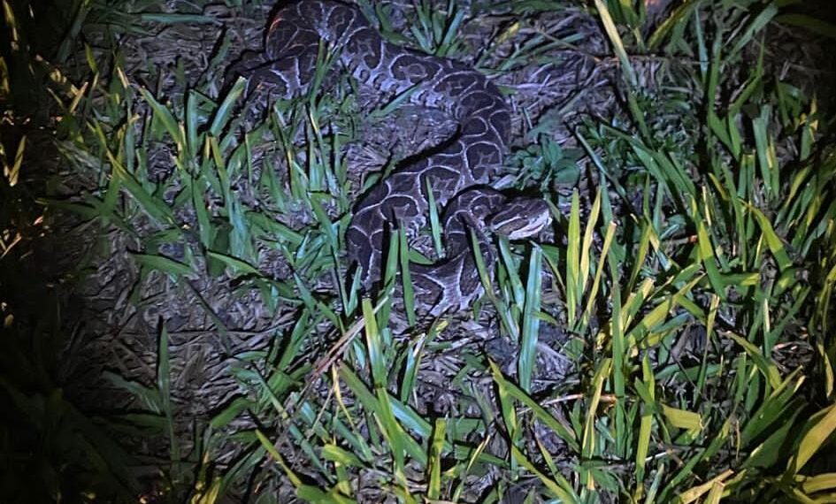 Tomaba mate en una plaza y se encontró con una yarará: policías resguardaron a la especie
