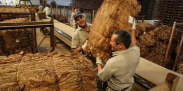 Histórica campaña del tabaco misionero: más de 37 millones de kilos acopiados