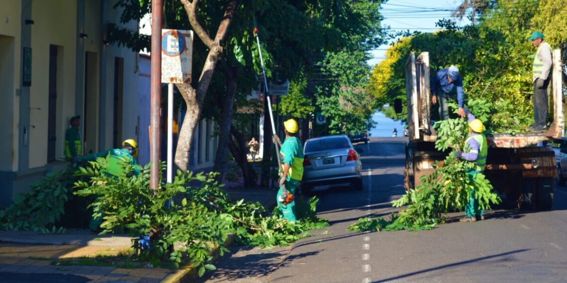Se reanudó el Operativo Integral de Poda en Posadas