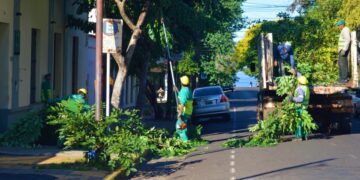 Se reanudó el Operativo Integral de Poda en Posadas 