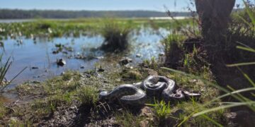 Liberaron una boa curiyú de 3 metros y 7 kilos rescatada por la Policía Ambiental