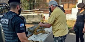 Rescataron una boa curiyú de 3 metros atrapada en redes de pesca en Nemesio Parma