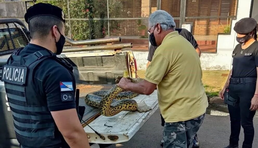 Rescataron una boa curiyú de 3 metros atrapada en redes de pesca en Nemesio Parma
