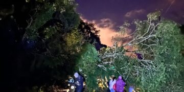 Tormentas en Misiones: la Policía respondió a emergencias por caída de árboles, daños en viviendas y accidentes viales