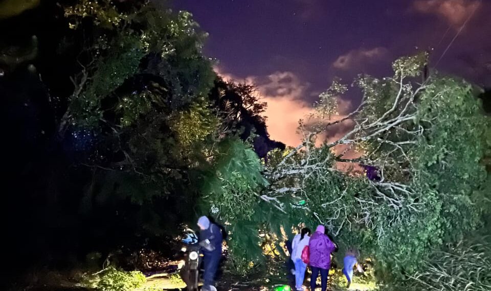 Tormentas en Misiones: la Policía respondió a emergencias por caída de árboles, daños en viviendas y accidentes viales