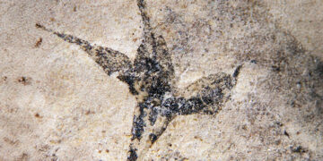 Científicas del Conicet hallan la flor más antigua de Argentina
