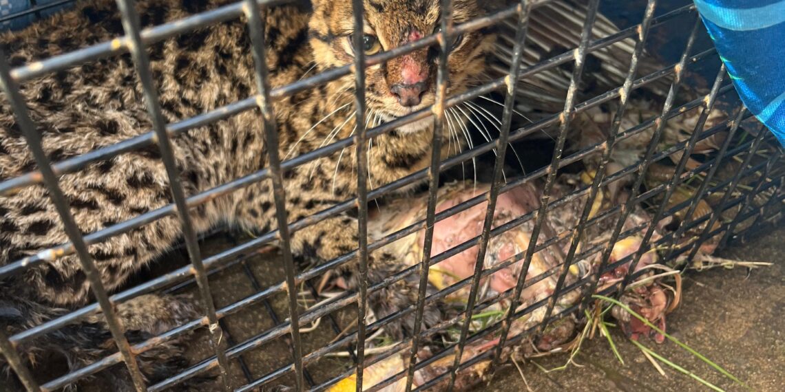 Leandro N. Alem: un felino salvaje apareció en un camping