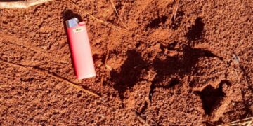 Reportan un nuevo ataque de un yaguareté en una chacra de Wanda