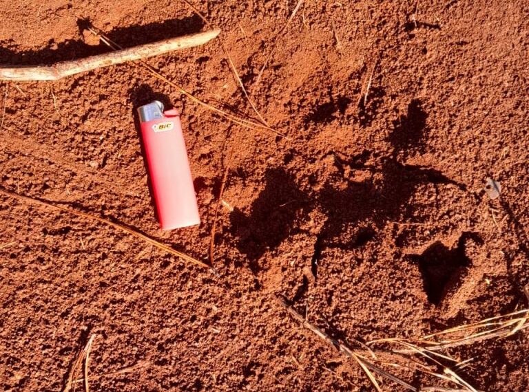 Reportan un nuevo ataque de un yaguareté en una chacra de Wanda