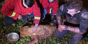 Apóstoles: conmovedor rescate de un labrador que había caído a un pozo y estuvo desaparecido cinco días